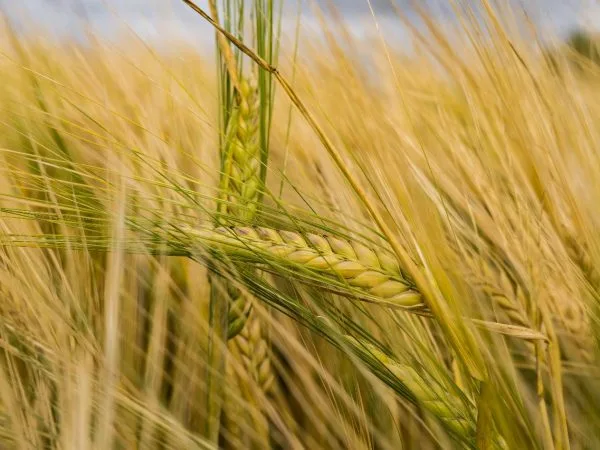 Organic Gehu (Wheat) Plant growings, sourced by Groma Global